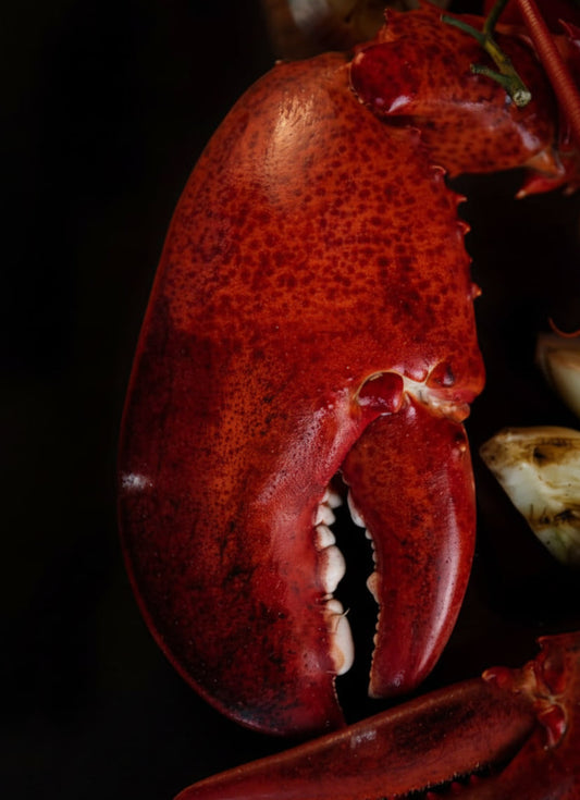 Giant kg-Grade Lobster Claw | Super Thick & Juicy | Premium Seafood